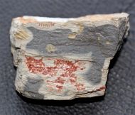 Syspacephalus cf. variosus Sundberg & McCollum, 200