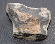 Syspacephalus cf. variosus Sundberg & McCollum, 200