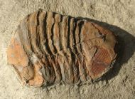 Symphysurus sp.