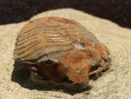 Symphysurus sp.