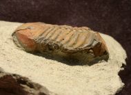Symphysurus sp.