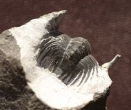 Phaetonellus sp.