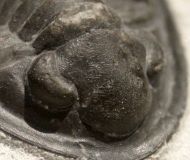 Phaetonellus sp.