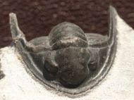 Phaetonellus sp.