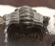 Phaetonellus sp.