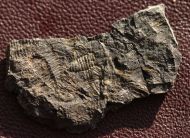 Jujuyaspis keideli Kobayashi, 1936