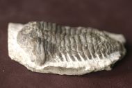 Frammia arctica (SALTER)