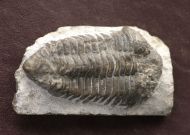 Frammia arctica (SALTER)