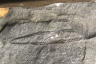 Stapeleyella inconstans Whittard, 1955 & Didymograptus artus Ell