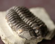 Tapinocalymene nodulosa (SHIRLEY, 1936)
