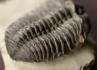 Tapinocalymene nodulosa (SHIRLEY, 1936)