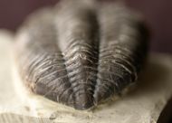 Tapinocalymene nodulosa (SHIRLEY, 1936)