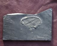 Asteropyge sp.