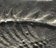 Asteropyge sp.