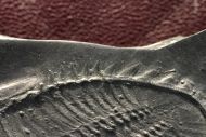 Asteropyge sp.