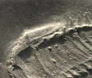 Asteropyge sp.