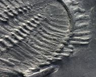 Asteropyge sp.