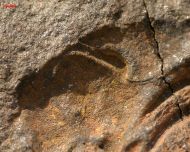 Selenopeltis c.f. buchi (BARRANDE 1846)