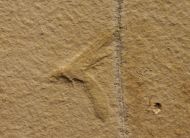 Eintagsfliege, Hexagenites cellulosus