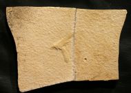 Eintagsfliege, Hexagenites cellulosus