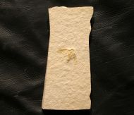Schabe, Lithoblatta lithophila GERMAR 1839