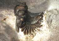 Lobopyge sp.