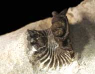 Lobopyge sp.