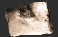Lobopyge sp.