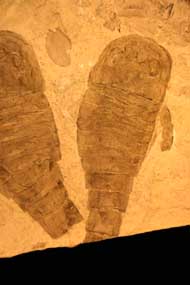 Eurypterus remiceps tetragonophalmus