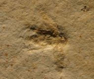 Kfer : Hemiglobus sp.