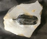 Morocconites malladoides STRUVE in BOUCOT et al., 1989