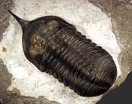 Morocconites malladoides STRUVE in BOUCOT et al., 1989