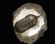 Morocconites malladoides STRUVE in BOUCOT et al., 1989