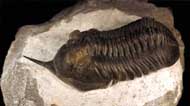 Morocconites malladoides STRUVE in BOUCOT et al., 1989