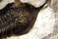 Morocconites malladoides STRUVE in BOUCOT et al., 1989