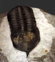 Morocconites malladoides STRUVE in BOUCOT et al., 1989