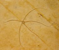 Geocoma carinata GOLDFUSS