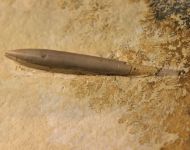 Hibolithes hastatus BLAINVILLE