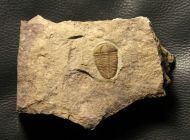 Conocoryphe cirina (Barrande, 1846)