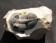 Spinodontochile sp.