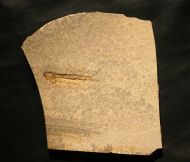 Leptolepides sprattiformis BLAINVILLE 1818