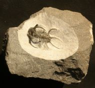 Ceratarges sp.