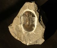 Scabriscutellum (Cavetia)  cf. furciferum (Hawle & Corda 1847)