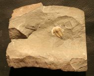 Kingaspidoides glabrata GEYER 1990