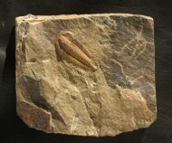 Myopsolenites boutiouiti GEYER 2004