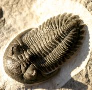 Hollardops mesocristata (LE MAITRE 1952)