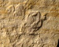 Archaeolepas sp. & Physodoceras sp.