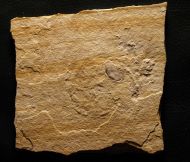 Archaeolepas sp. & Physodoceras sp.