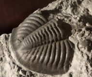 Monodechenella  macrocephala (Hall)