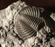 Monodechenella  macrocephala (Hall)
